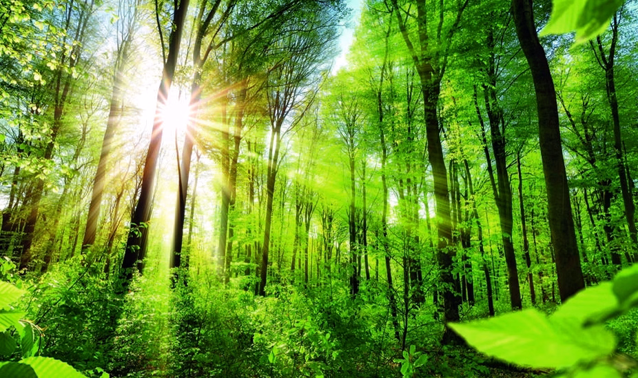 Sylviculture : gérer et préserver les forêts, un métier d&rsquo;avenir